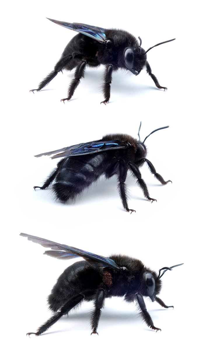 Xylocopa valga ♂ Schwarzfühler-Holzbiene 22-28 mm