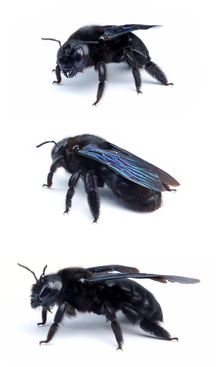 Xylocopa valga ♀ Schwarzfühler-Holzbiene 22-28 mm