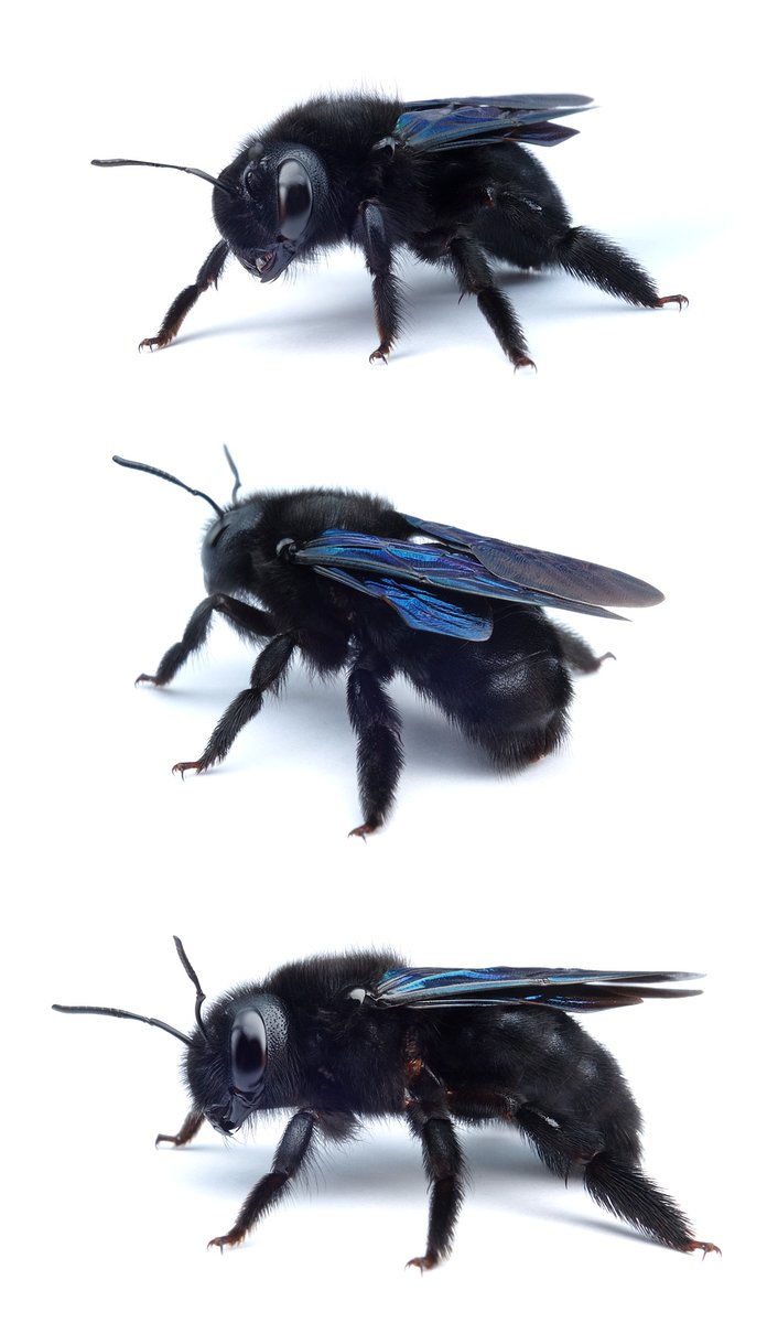 Xylocopa violacea ♀