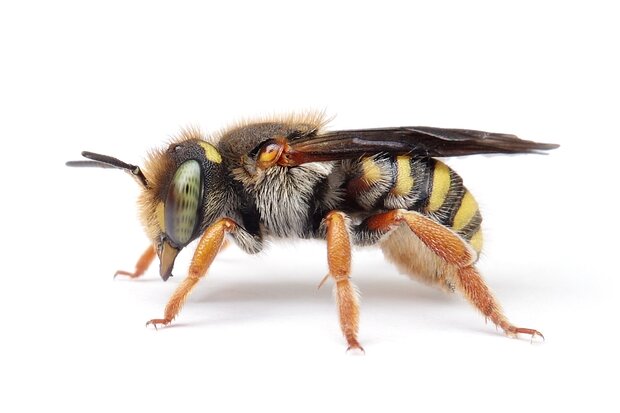 Anthidium – Wollbienen