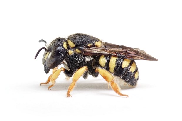 Anthidiellum – Zwergharzbienen