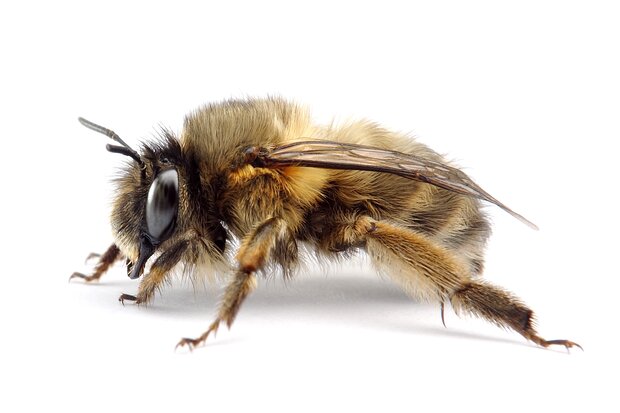 Anthophora – Pelzbienen