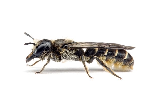 Chelostoma – Scherenbienen