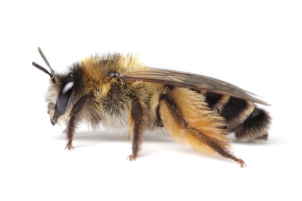 Dasypoda – Hosenbienen