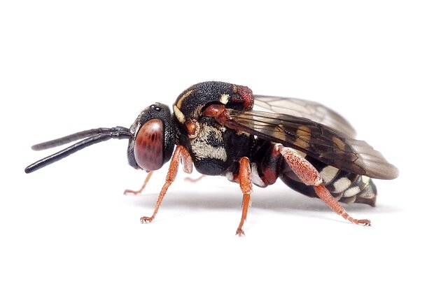 Epeolus – Filzbienen