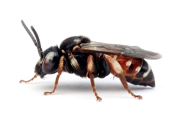 Epeoloides – Schmuckbienen