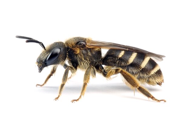 Halictus – Furchenbienen