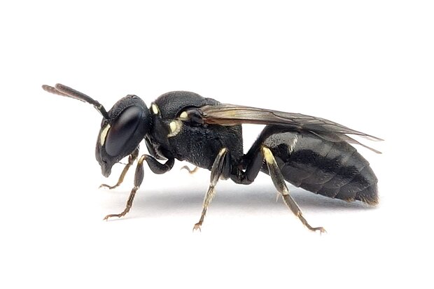 Hylaeus – Maskenbienen