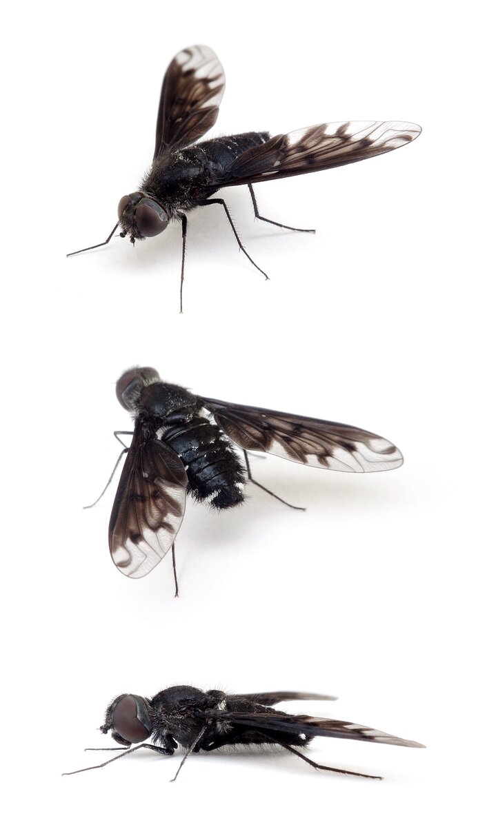 Anthrax anthrax Trauerschweber 7-13 mm