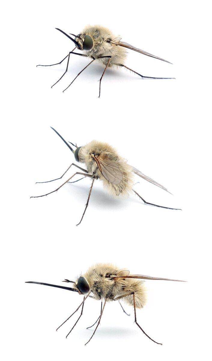 Bombylius canescens Weißgrauer Wollschweber 7–8.5mm