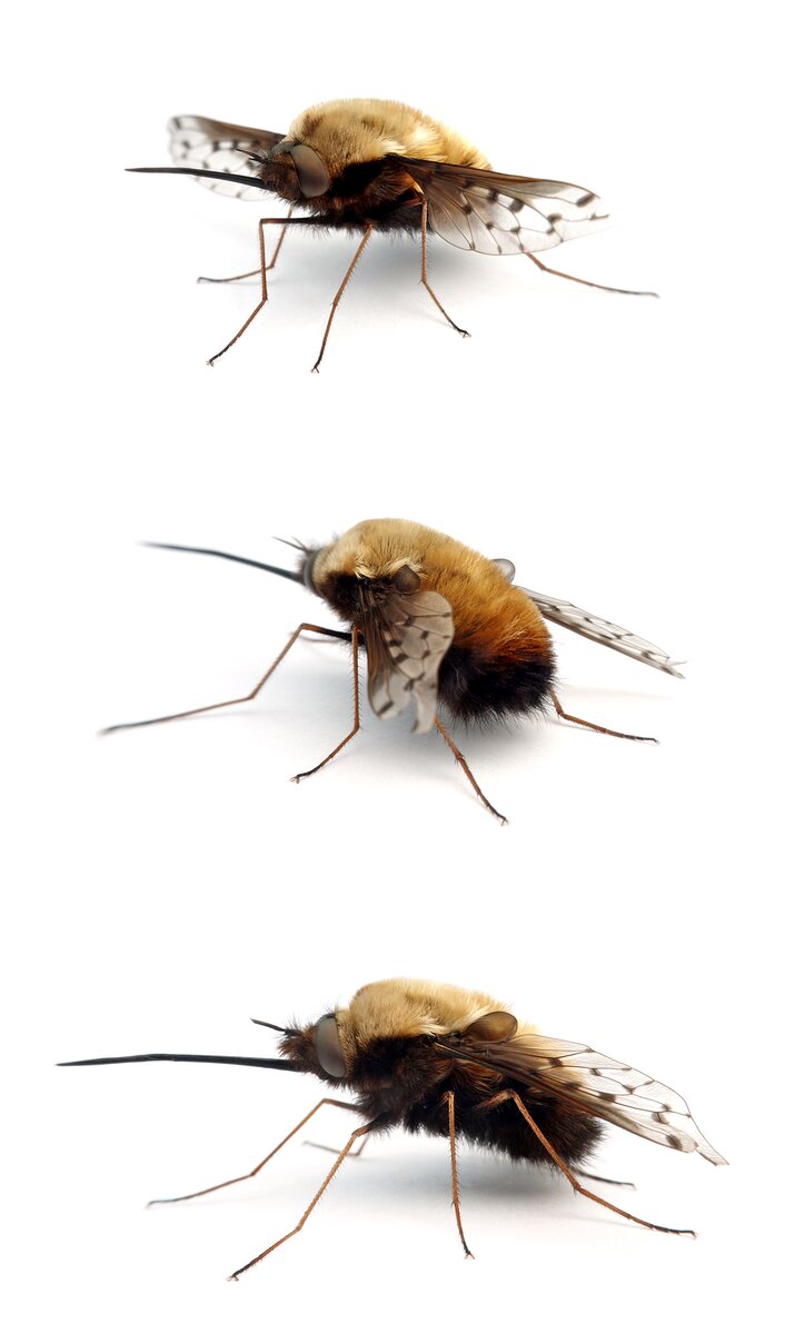 Bombylius discolor Gefleckter Wollschweber 10-16 mm