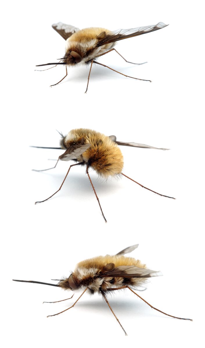 Bombylius major Großer Wollschweber 9-12 mm