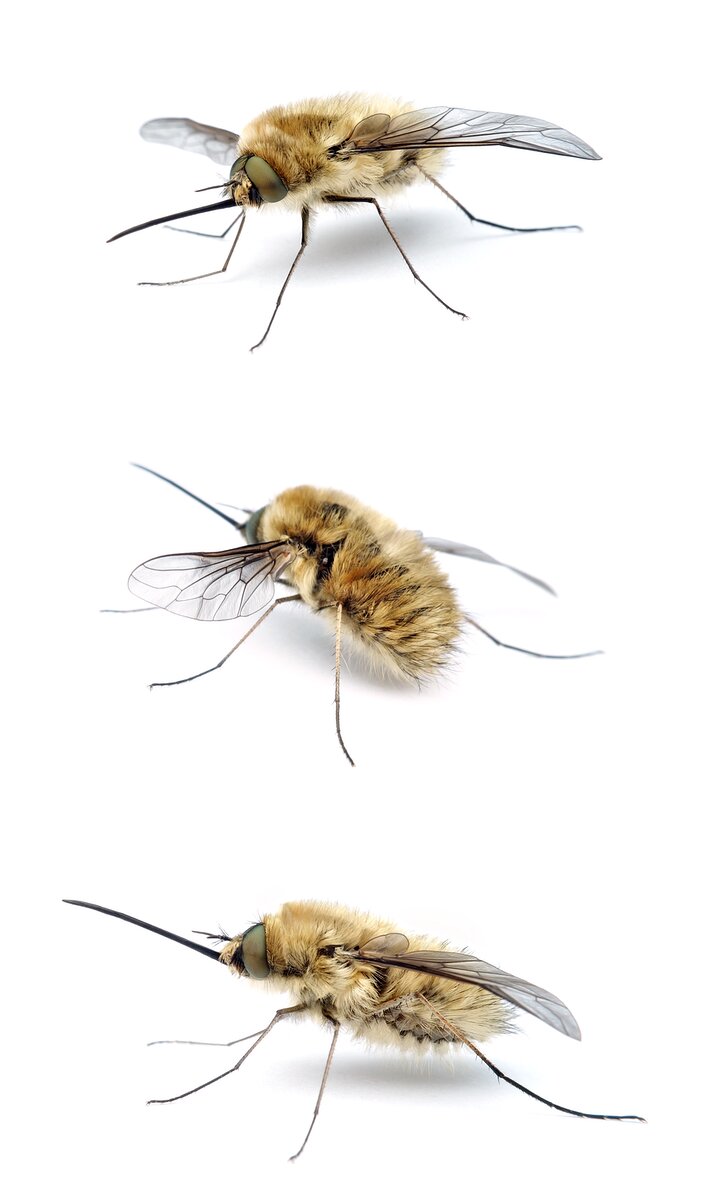 Bombylius venosus Schwarzborsten-Wollschweber ca. 9 mm