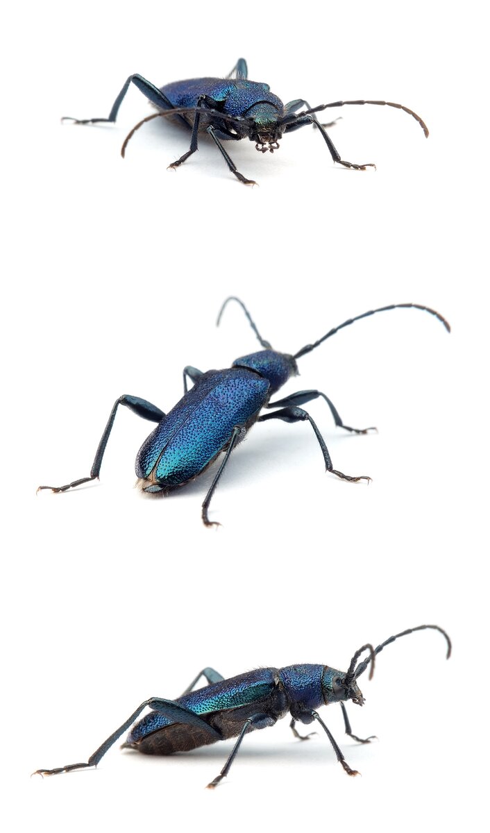 Callidium violaceum Blauviolette Scheibenbock 8-11 mm