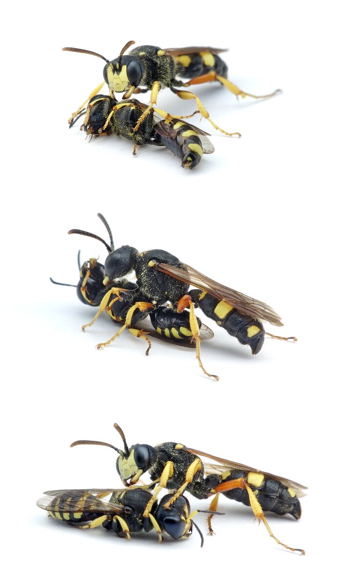 Cerceris rybyensis ♀ Bienenjagende Knotenwespe mit Ectemnius lapidarius ♀