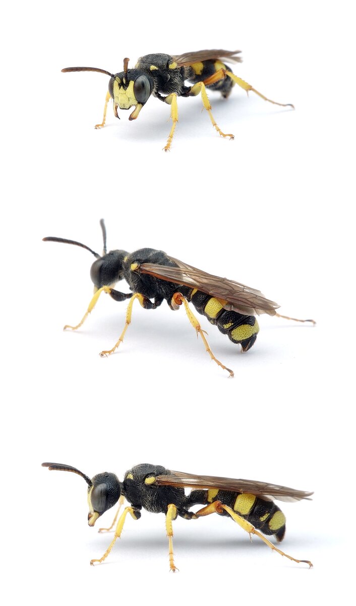 Cerceris rybyensis ♀ Bienenjagende Knotenwespe 8-12 mm