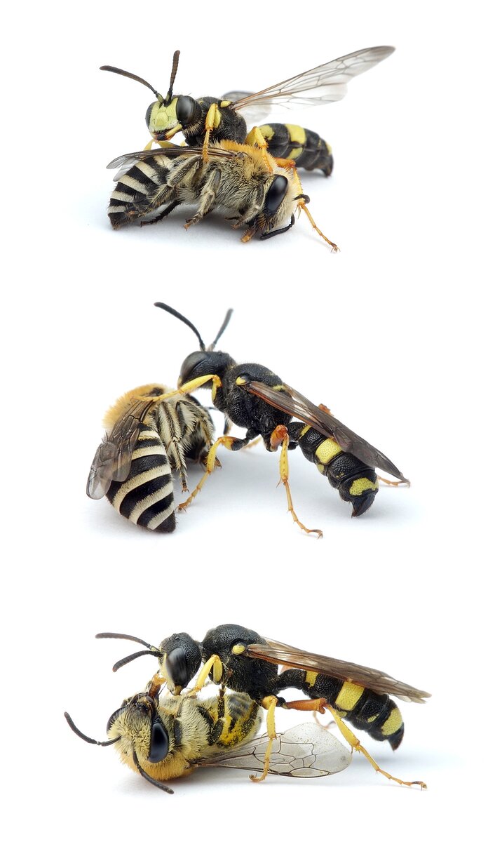 Cerceris rybyensis ♀ Bienenjagende Knotenwespe mit Colletes similis ♀