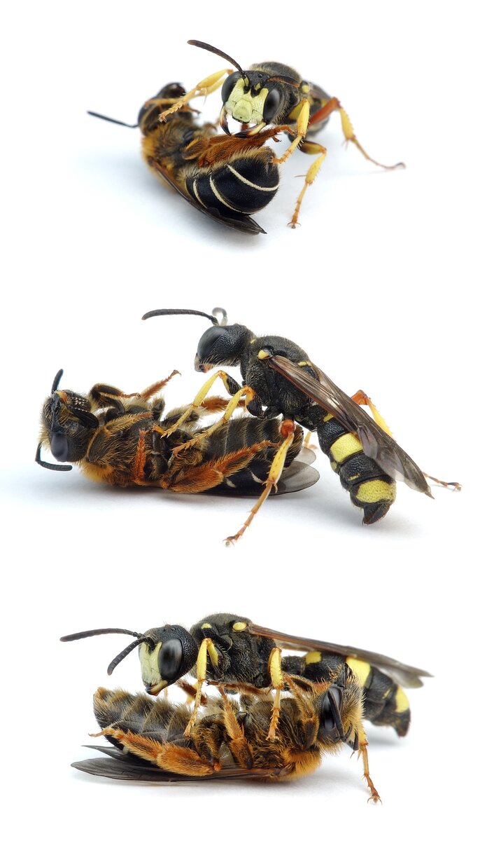 Cerceris rybyensis ♀ Bienenjagende Knotenwespe mit Halictus rubicundus ♀
