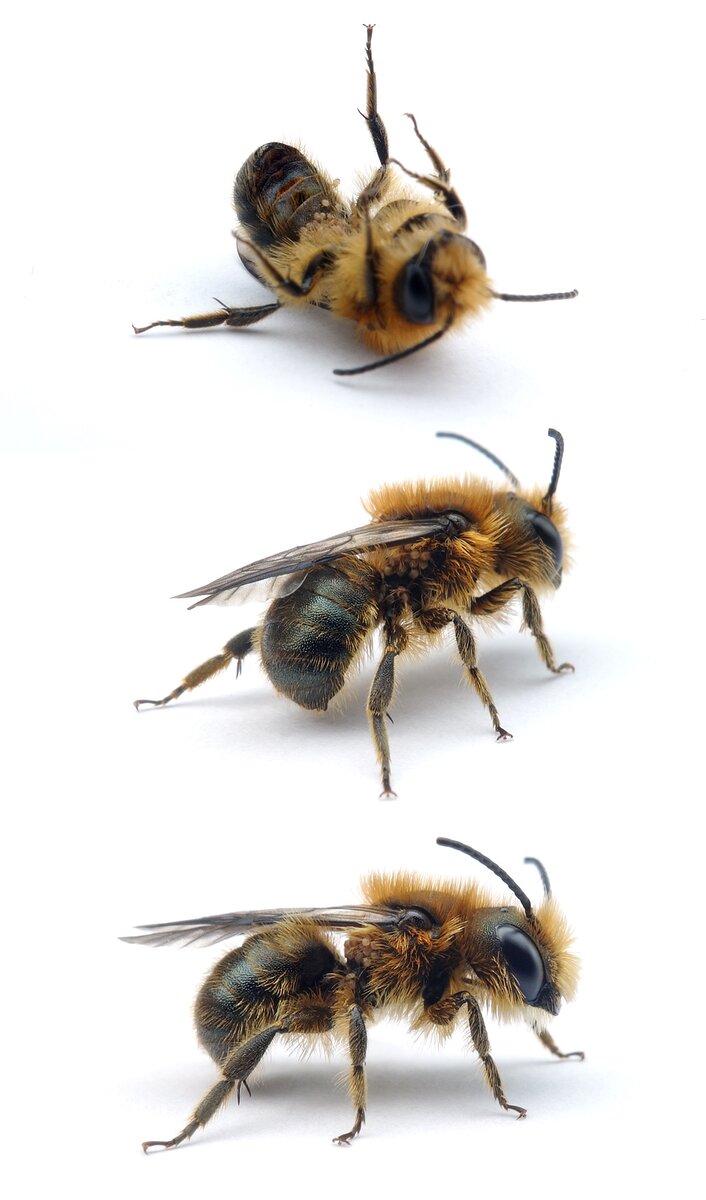 Chaetodactylus osmiae Mauerbienenmilbe unter 1 mm