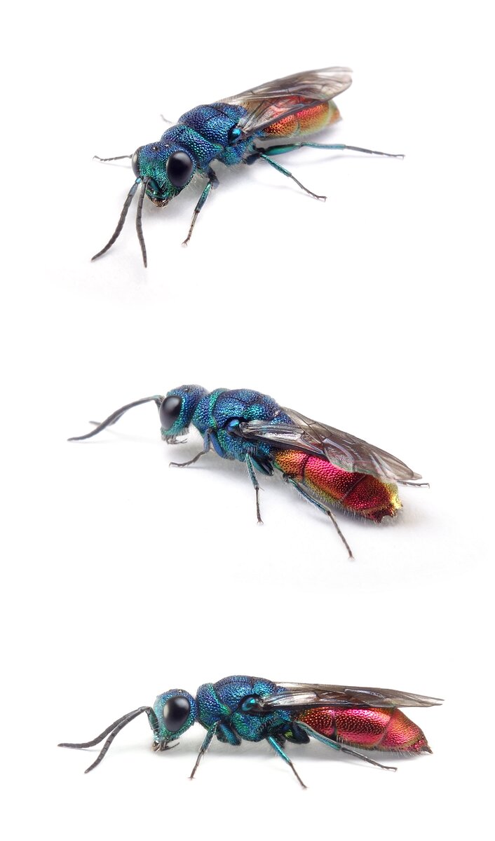 Chrysis ignita Gemeine Goldwespe 4-13 mm