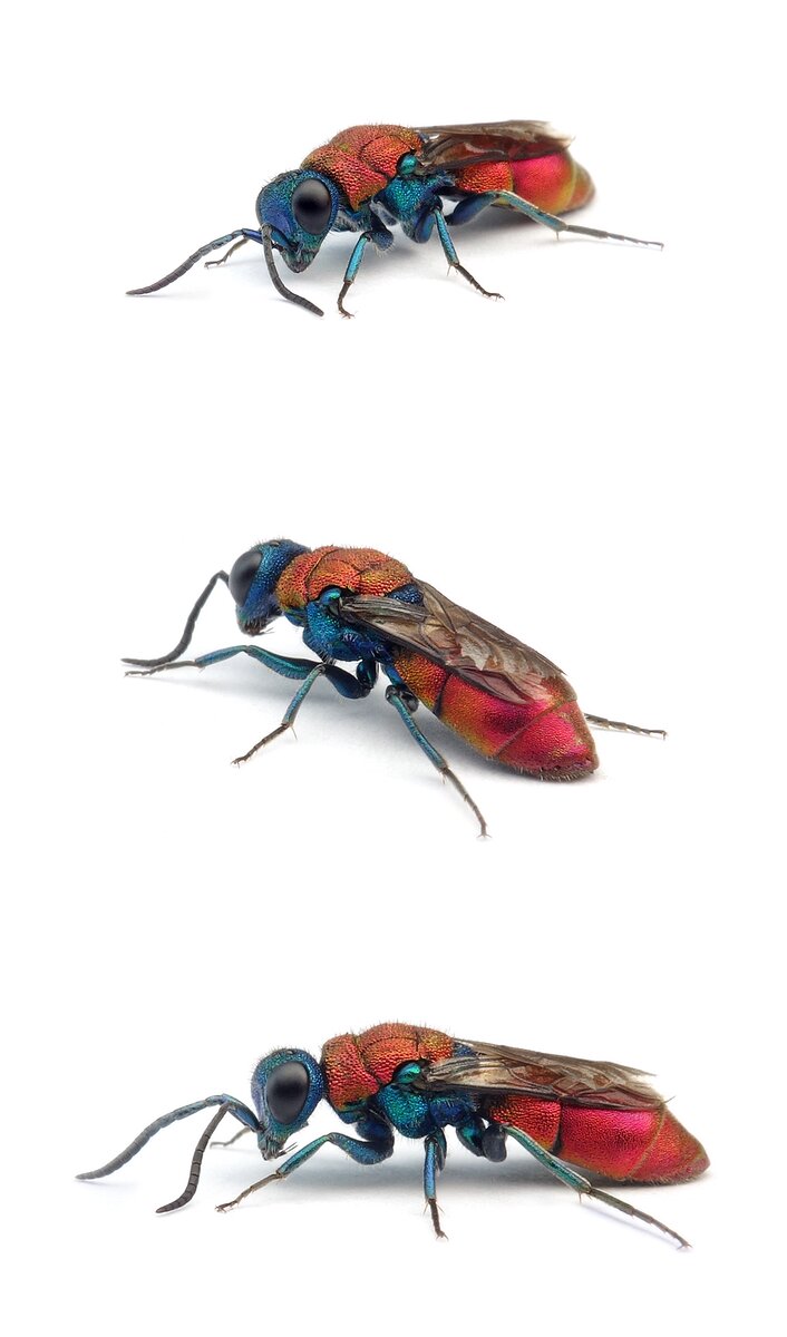 Chrysura dichroa Schneckenhaus-Goldwespe 5-9 mm