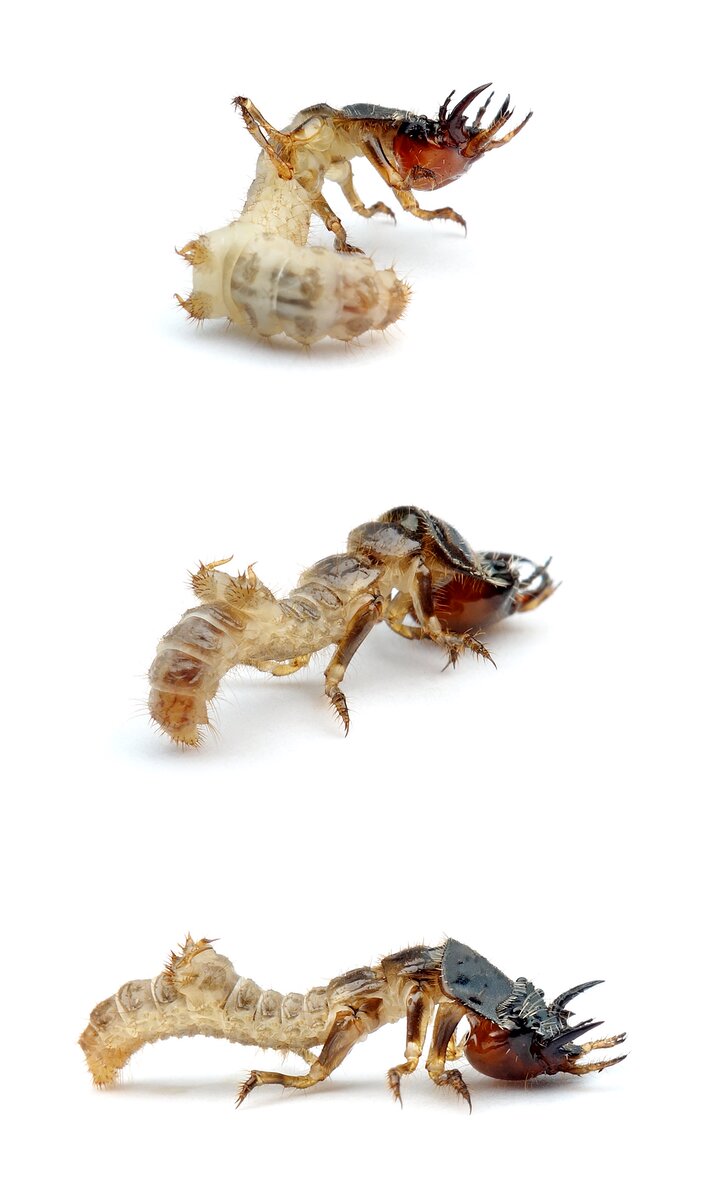 Cicindela hybrida Dünen-Sandlaufkäfer Larve bis über 2 cm