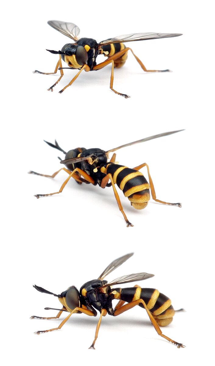 Conops quadrifasciatus Vierstreifige Dickkopffliege 8-13 mm