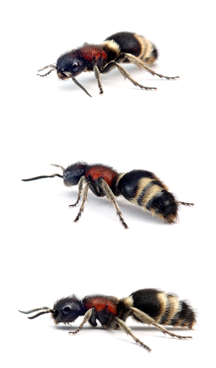 Mutilla marginata ♀ Gerandete Spinnenameise 11-14 mm