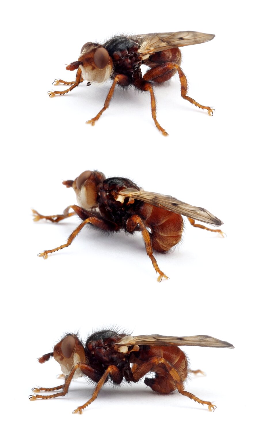 Myopa vicaria Frühlings-Buckelblasenkopffliege 7-9 mm