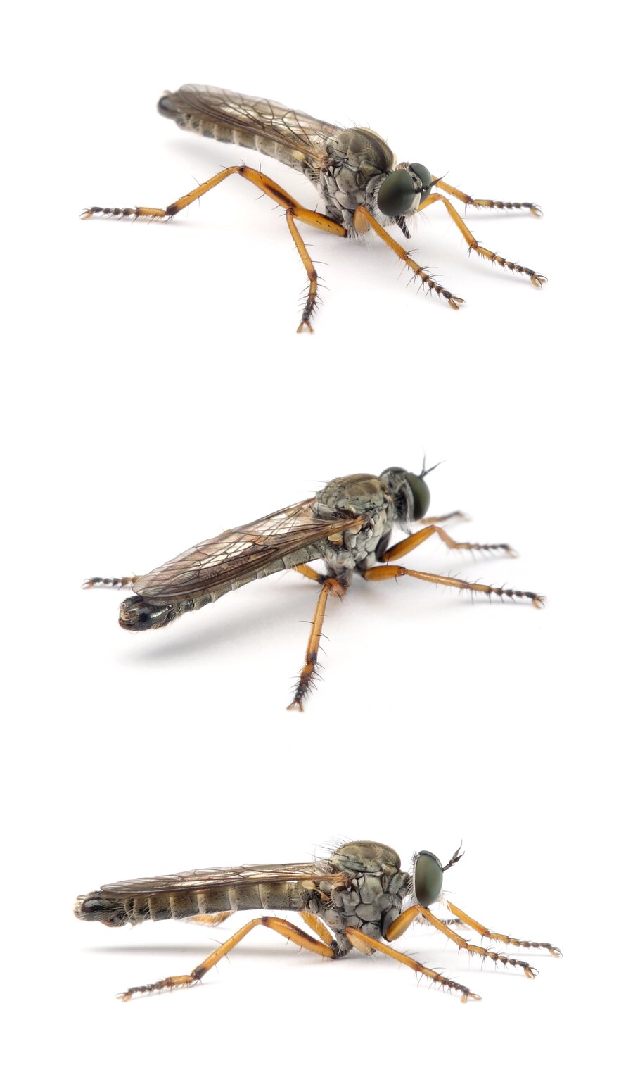 Neomochtherus pallipes ♂ Striemen-Raubfliege 13-15 mm