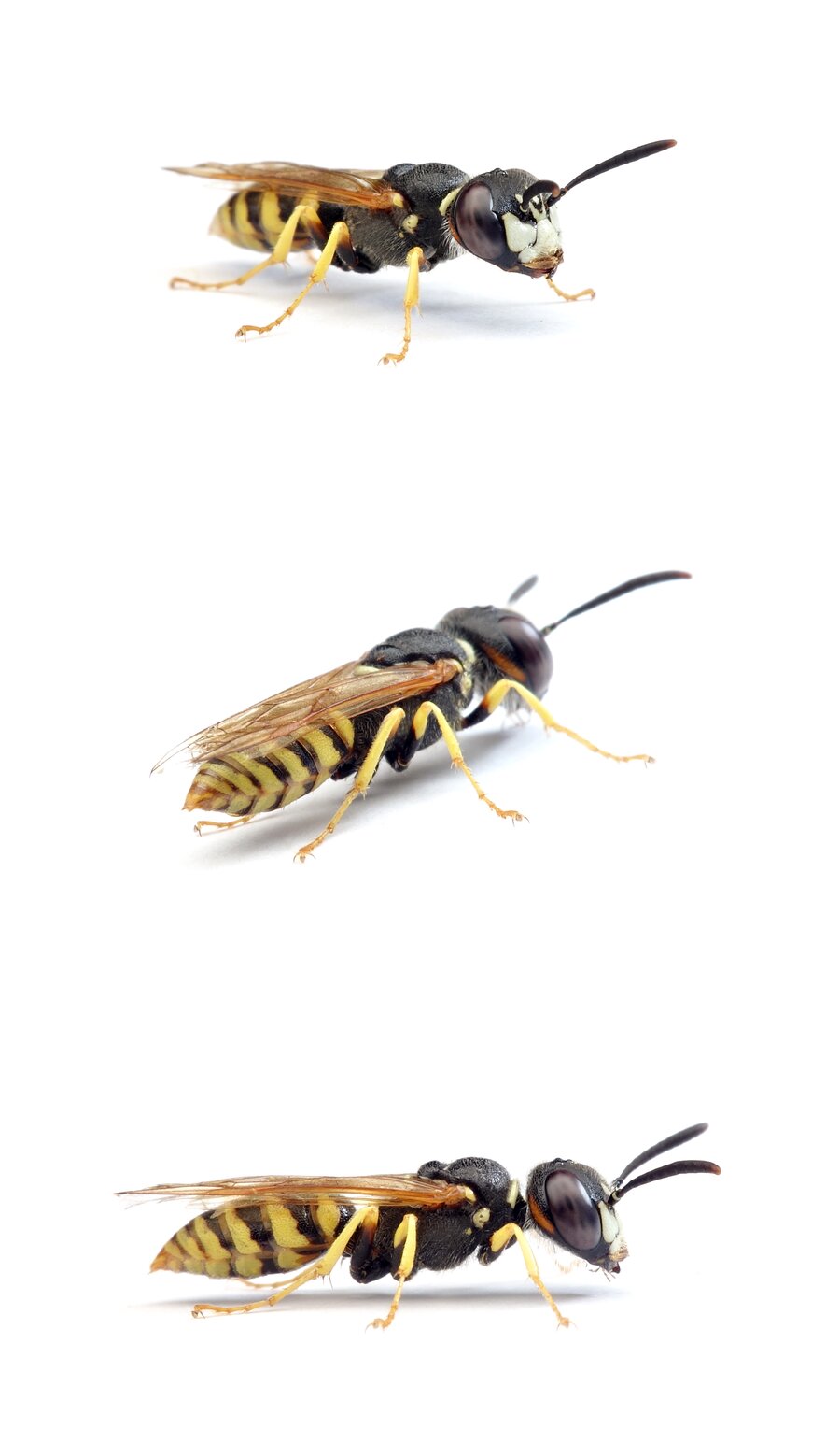 Philanthus triangulum ♂ Bienenwolf 8-10 mm
