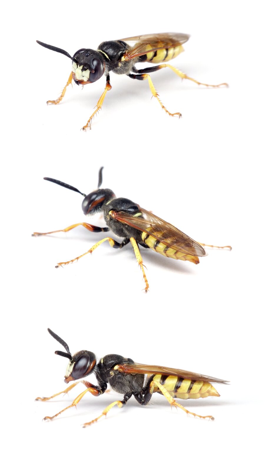 Philanthus triangulum ♀ Bienenwolf 13-18 mm