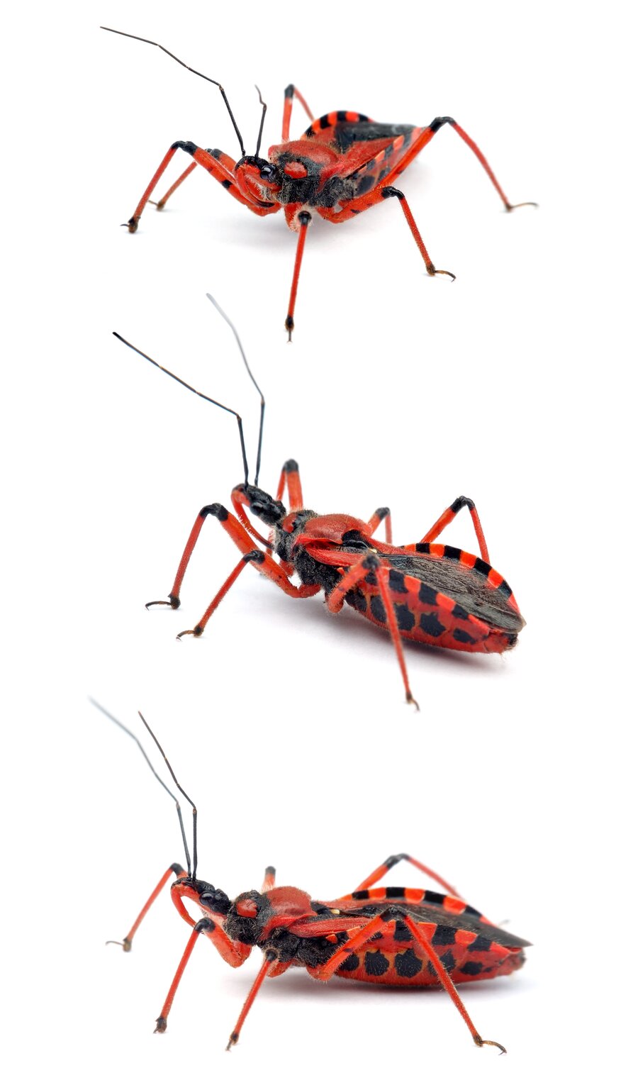 Rhynocoris iracundus Rote Mordwanze 14-18 mm
