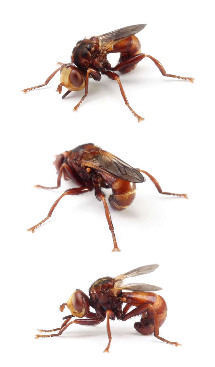 Sicus ferrugineus Gemeine Breitstirnblasenkopffliege 8-10 mm