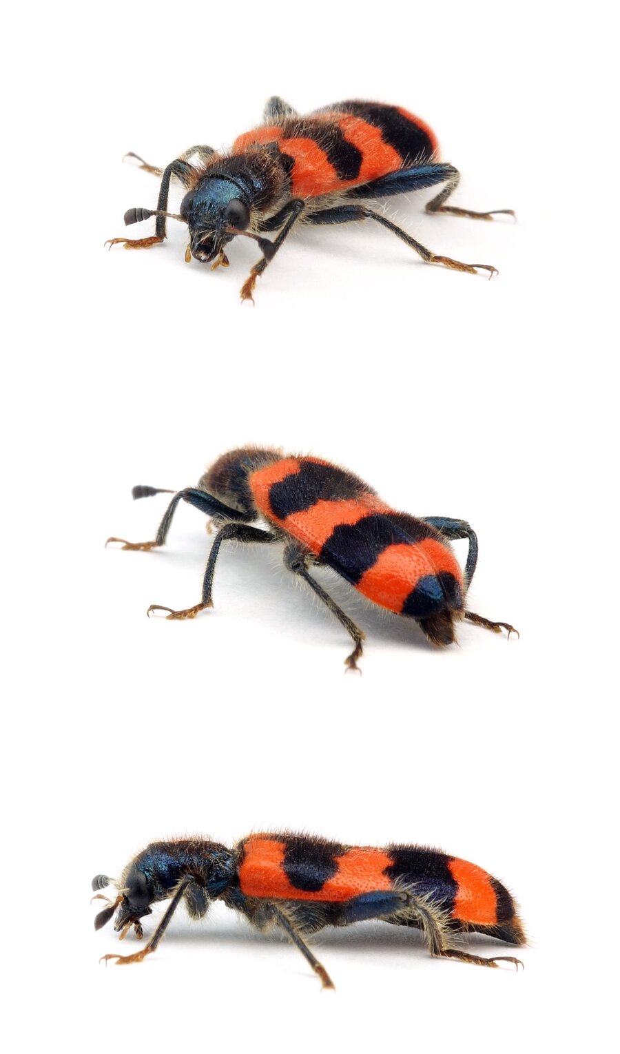 Trichodes apiarius Gemeiner Bienenkäfer 8-15 mm
