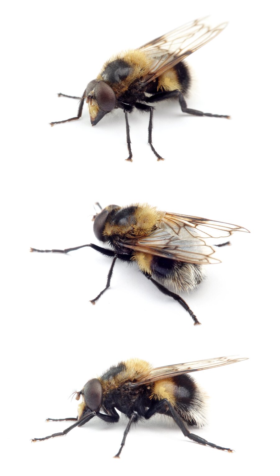 Volucella bombylans Hummel-Waldschwebfliege 11-15 mm