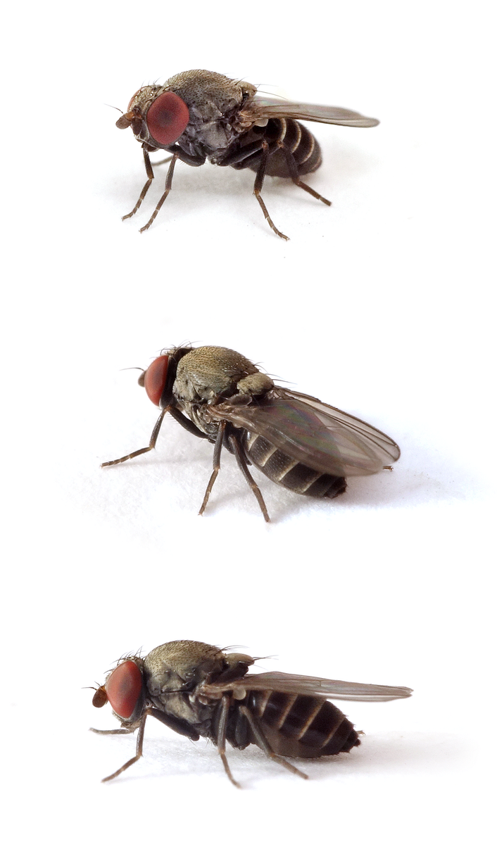 Cacoxenus indagator Mauerbienen-Taufliege 3 mm