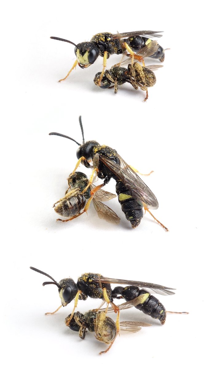 Cerceris rybyensis ♀ Bienenjagende Knotenwespe 8-12 mm