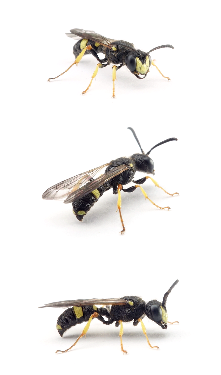 Cerceris rybyensis ♂ Bienenjagende Knotenwespe 6-10 mm