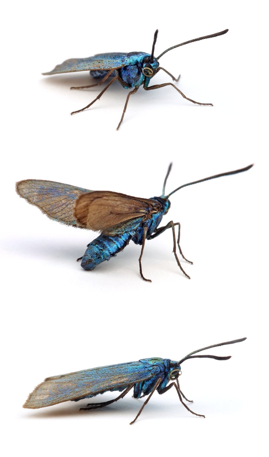 Adscita ssp. Grünwidderchen .