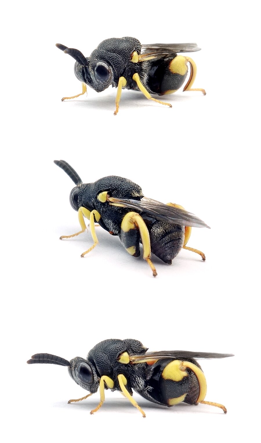 Brachymeria femorata Schenkel-Erzwespe 4-8 mm