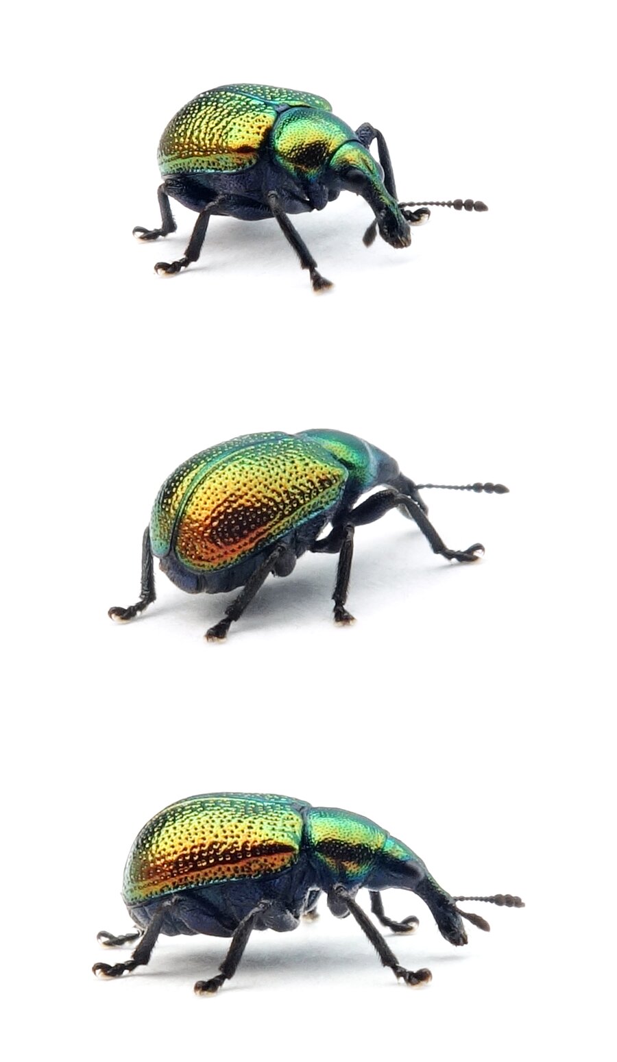 Byctiscus populi ♀ Pappelblattroller 4,8-7 mm