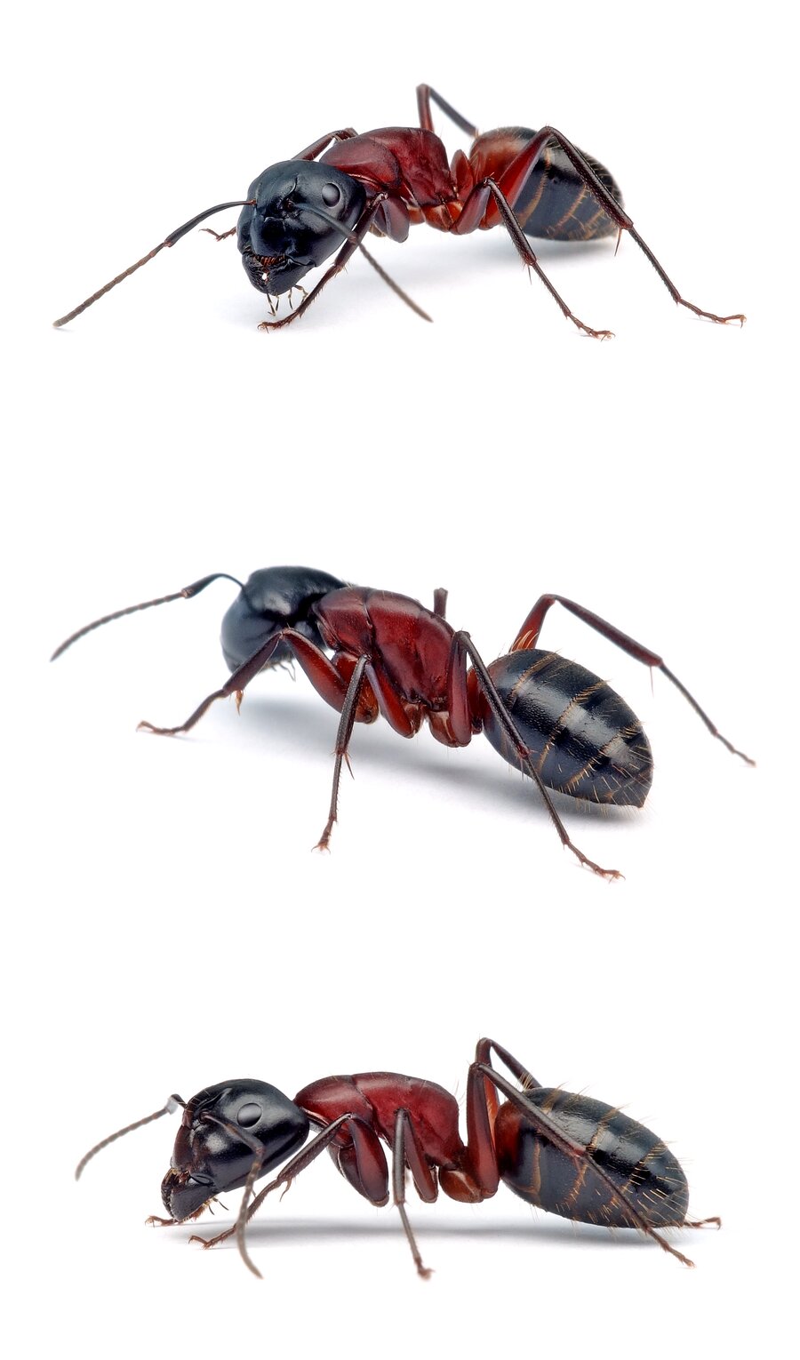 Camponotus ligniperda ☿ Braunschwarze Rossameise 6-14 mm