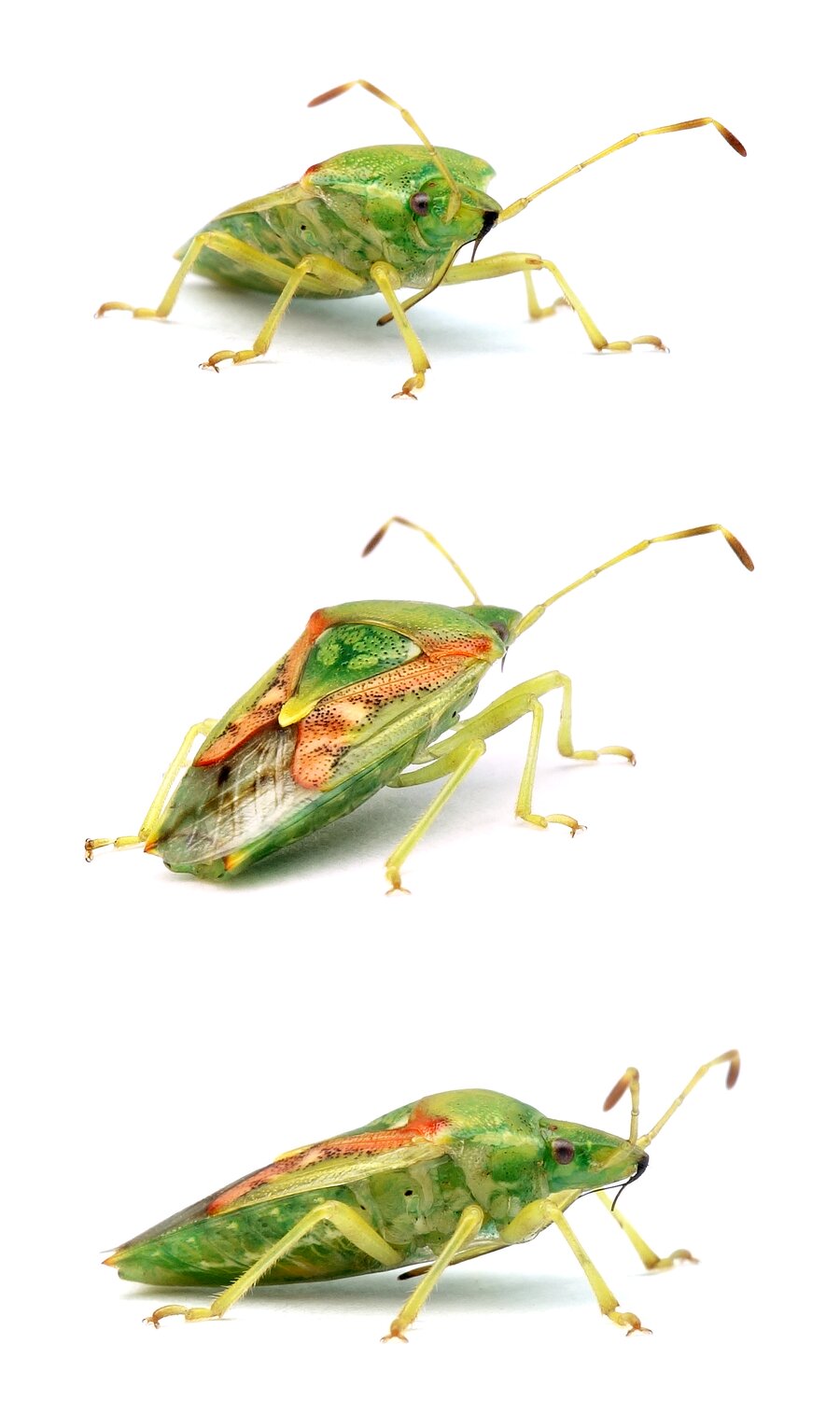 Cyphostethus tristriatus Buntrock 8-10 mm