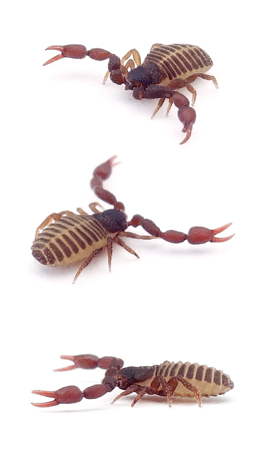 Chelifer cancroides Bücherskorpion 2,5-4,5 mm