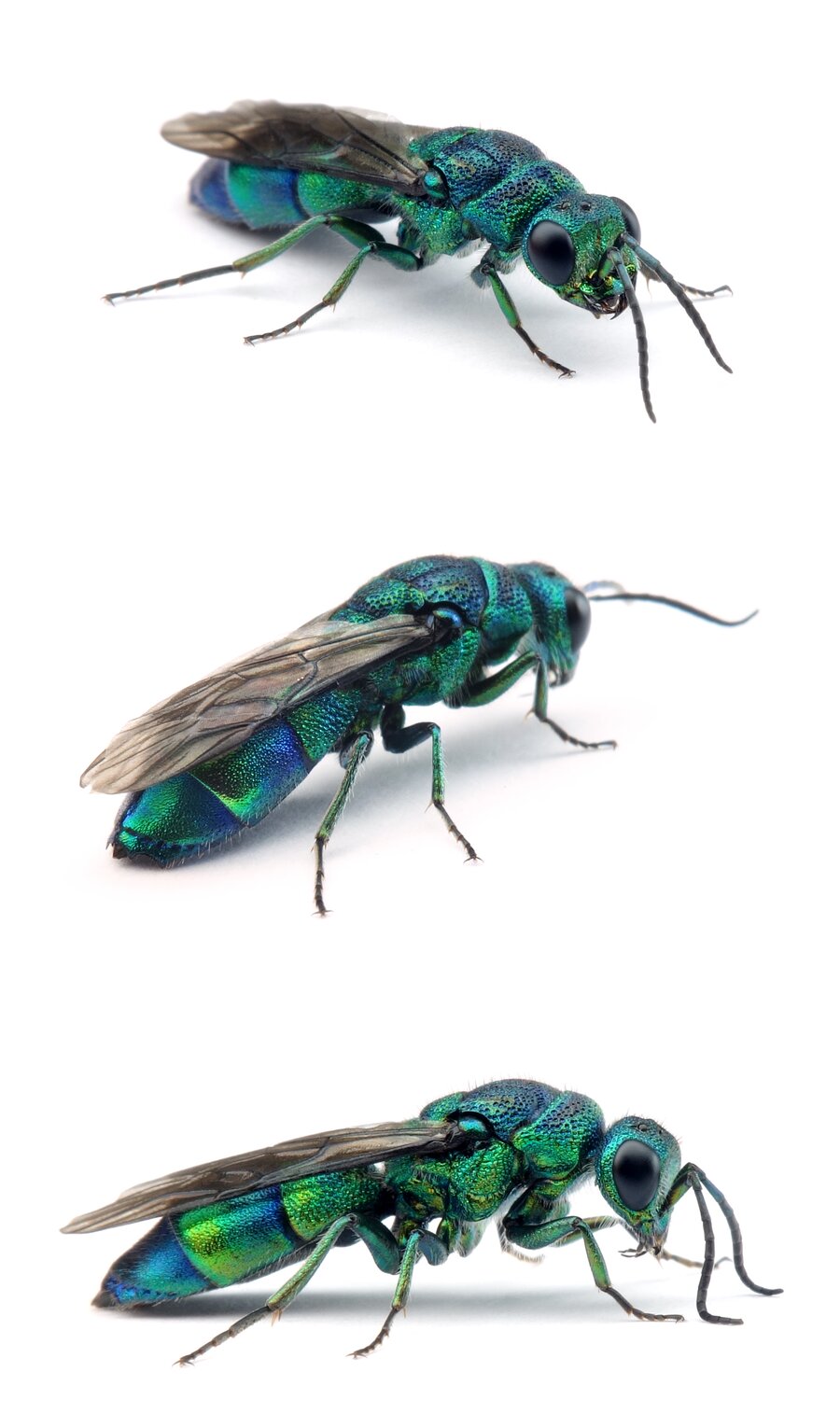 Chrysis iris ♀ Irisierende Goldwespe 7-13 mm