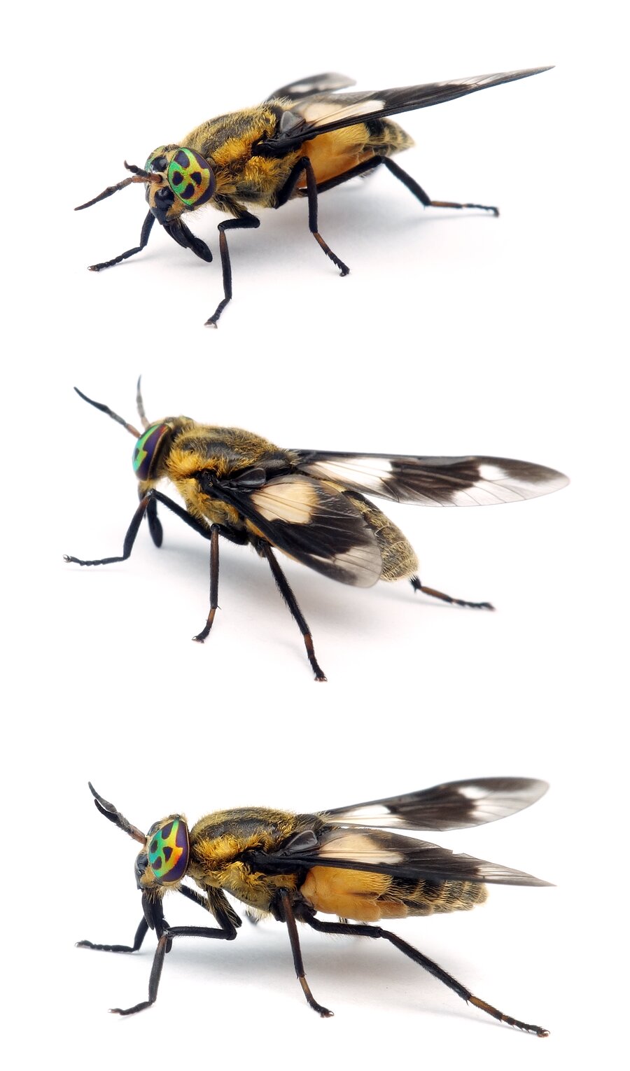 Chrysops relictus Goldaugenbremse 9-14 mm