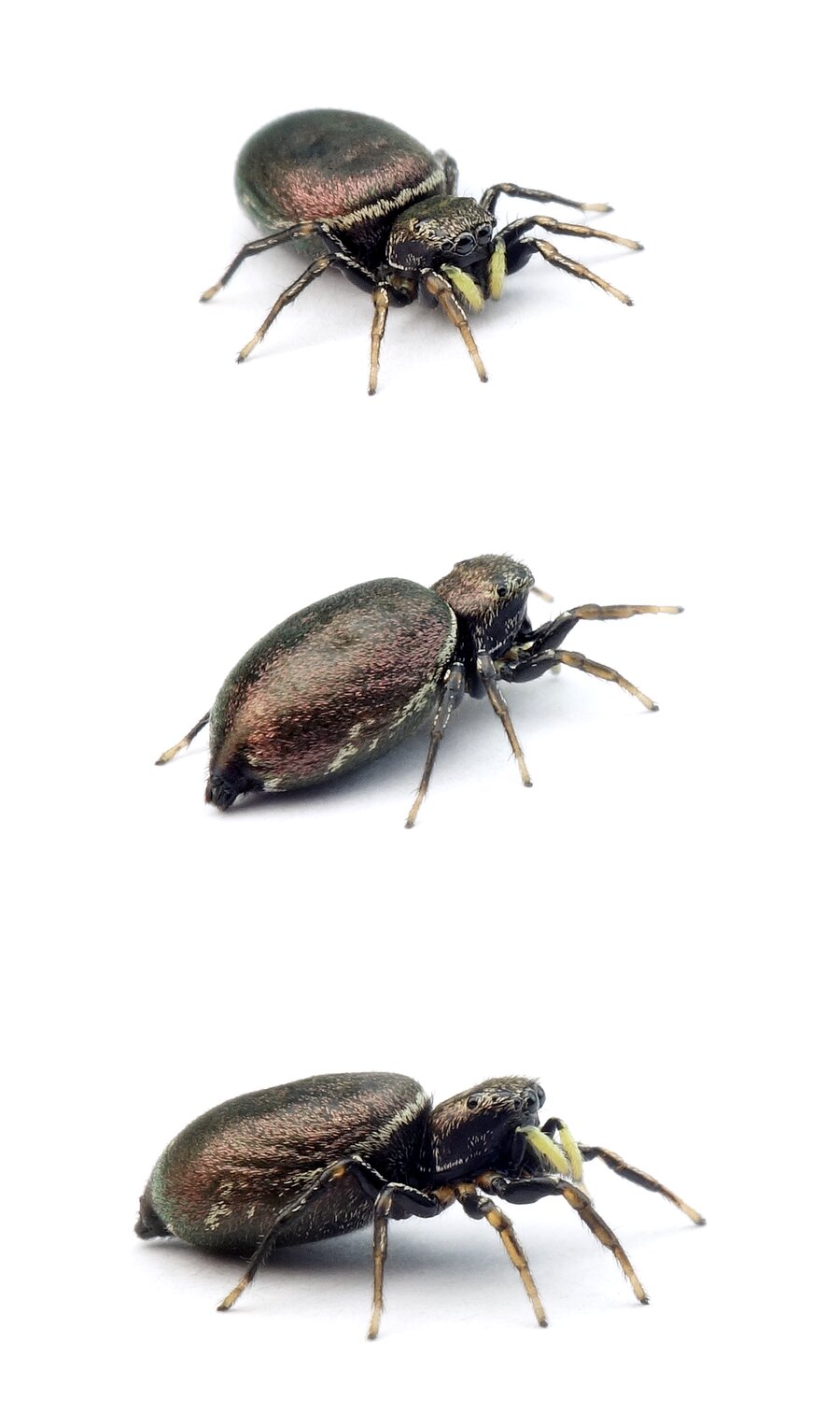 Heliophanus cf. cupreus Kupfrige Sonnenspringspinne 4-6 mm
