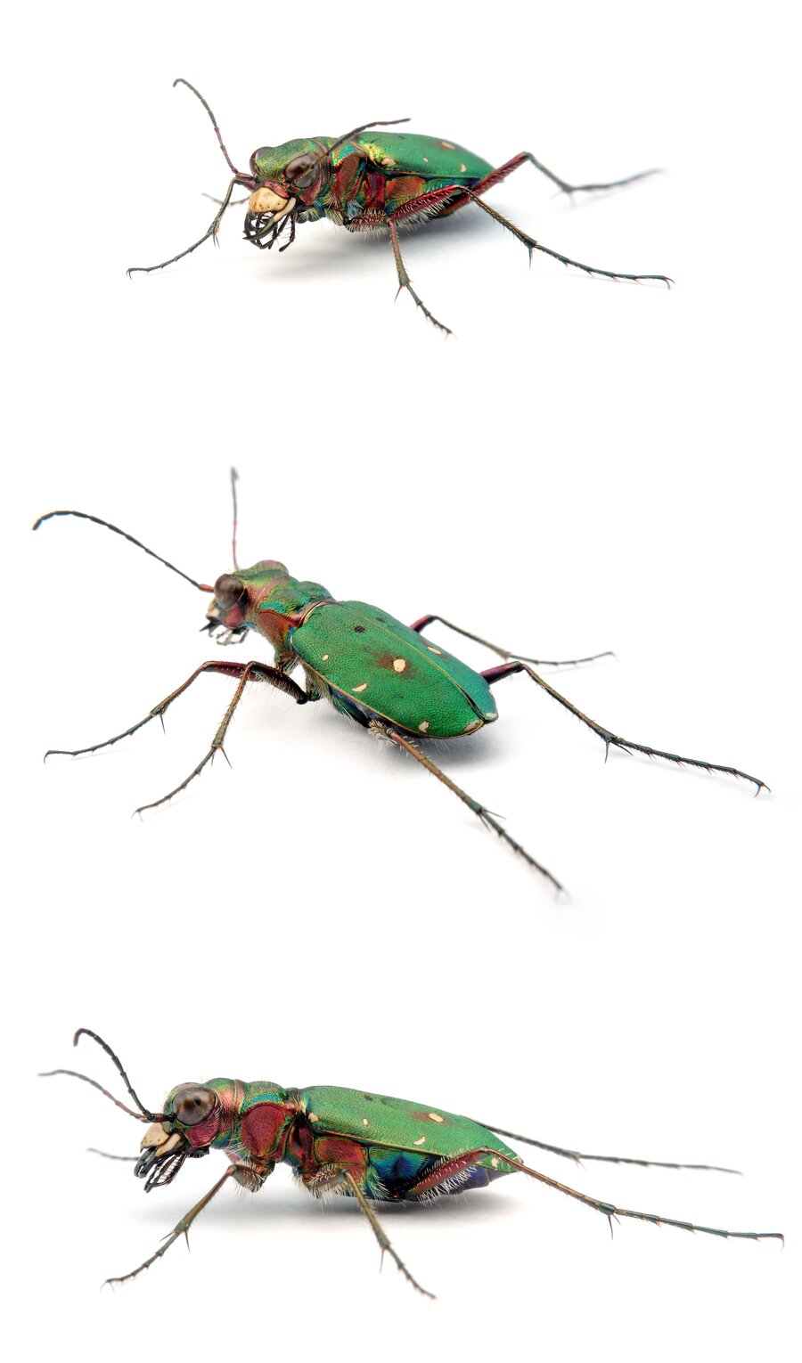 Cicindela campestris ♀ Feld-Sandlaufkäfer 11-16 mm