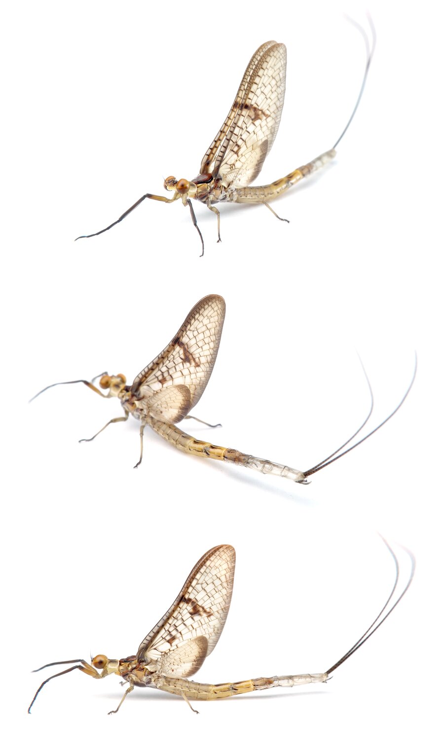 Ephemera glaucops ♀ Lichtgraue Eintagsfliege 17-24 mm